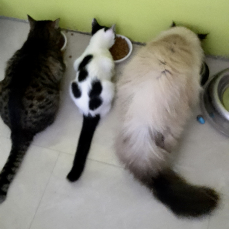 koty jedzące z miski