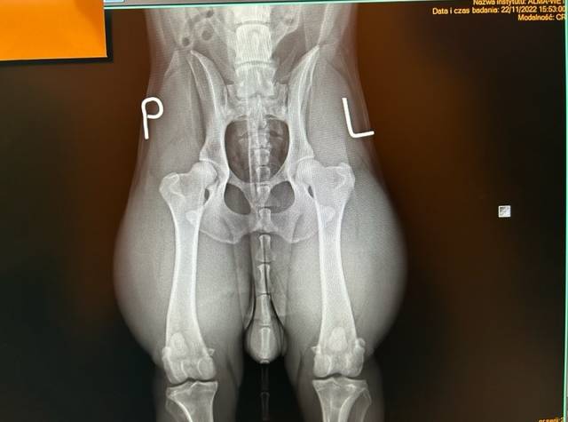 zdjęcie rentgenowskie psa